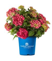 Hydrangea, Endless Summer, Bigleaf