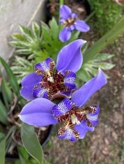 Iris, Regina