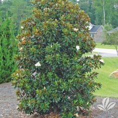 Magnolia, Little Gem