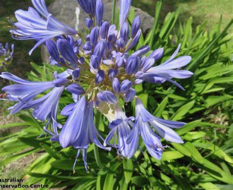 Agapanthus Straight A "Blue Flare"