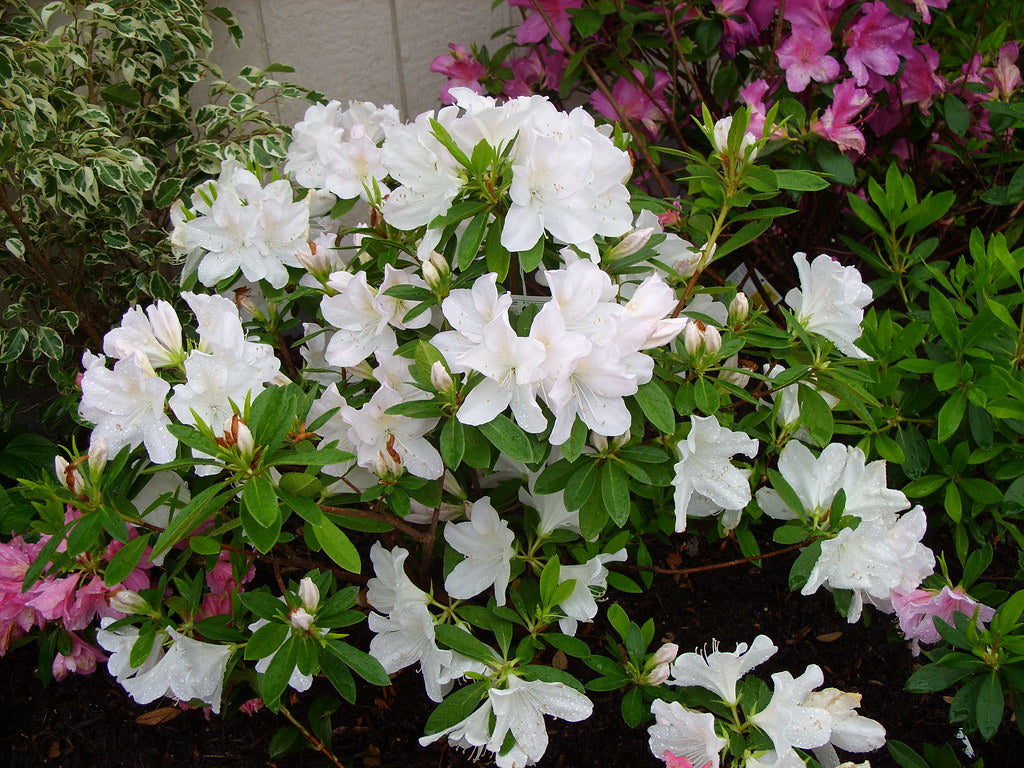 Azalea, G.G. Gerbing