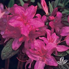 Azalea, Encore Autumn Amethyst