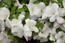 Azalea, Encore Autumn Ivory