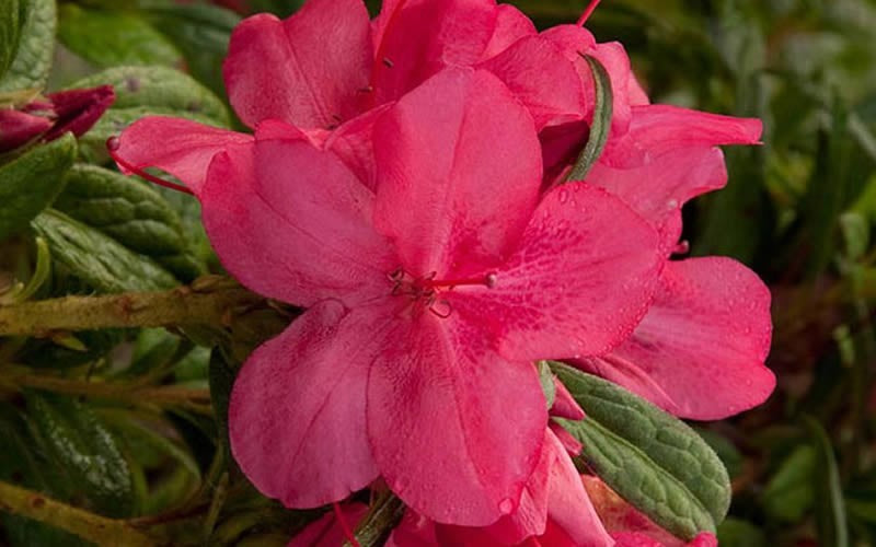 Azalea, Encore Autumn Jewel