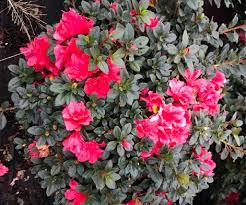 Azalea, Encore Autumn Princess