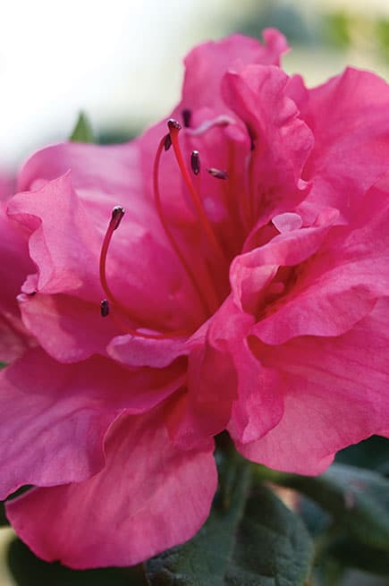 Azalea, Encore Autumn Rouge