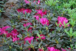 Azalea, Encore Autumn Sangria