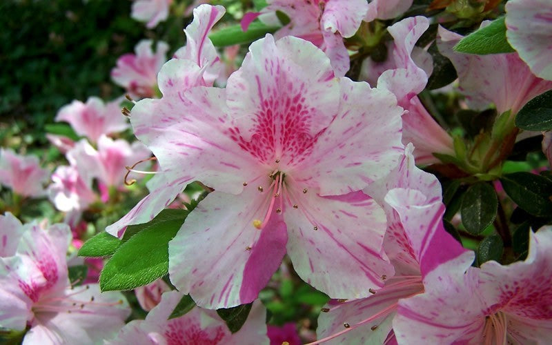 Azalea, Encore Autumn Twist