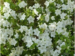 Azalea, Hardy Gardenia