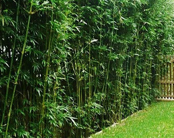 Bamboo, Dwarf Hedge Multiplex