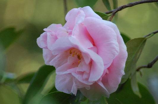 Camellia Cotton Candy