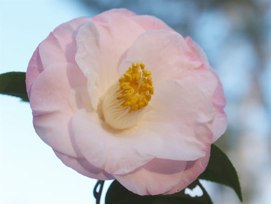 Camellia Japonica, Dr. Tinsley