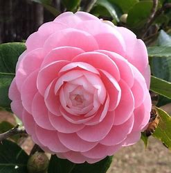 Camellia Japonica, Pink Perfection