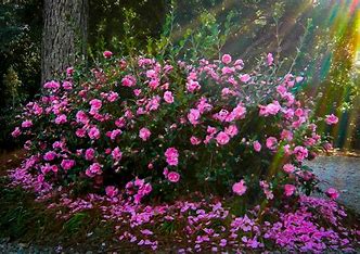 Camellia, Sparkling Burgundy