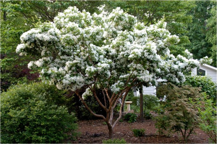 Chinese Fringe Flower Tree