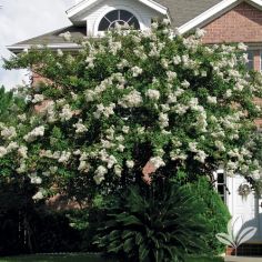 Crape Myrtle, Natchez