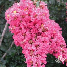 Crape Myrtle, Tuscarora