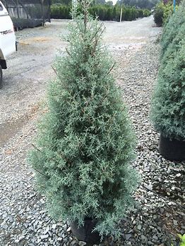 Cypress Arizona "Carolina Sapphire"