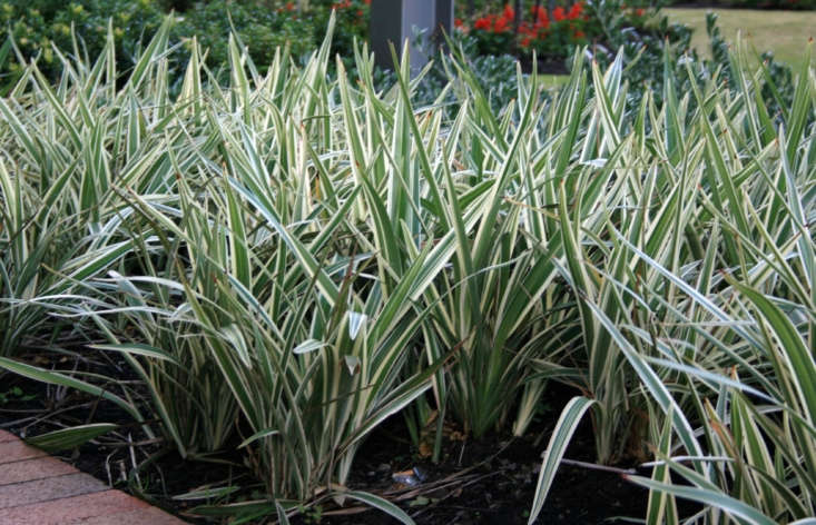 Dianella Variegated (Flax Lily)