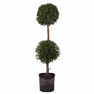 Eugenia Topiary, 2 Ball