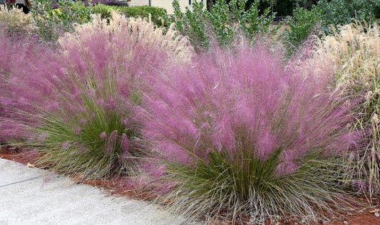 Grass, Pink Muhly
