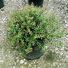 Holly Dwarf Yaupon