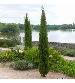 Italian Cypress