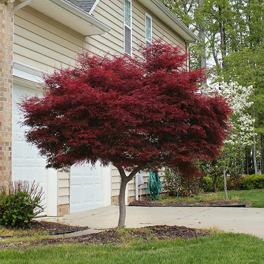 Japanese Maple, Bloodgood