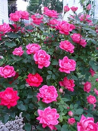 Knockout Rose Double Pink