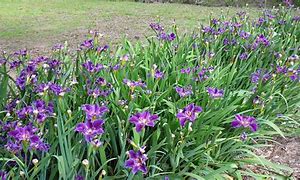 Louisiana Iris, Purple