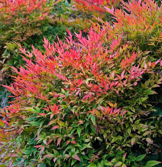 Nandina Gulf Stream