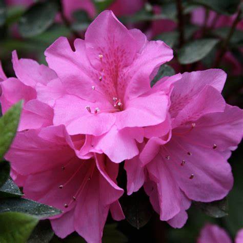 Pink Ruffle Azalea