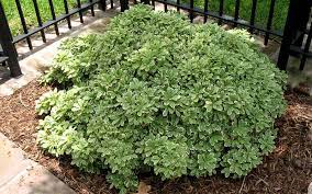 Pittosporum Variegated