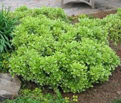 Pittosporum Wheeler's Dwarf