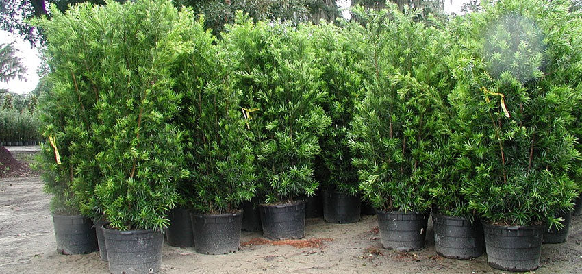 Japanese Yew