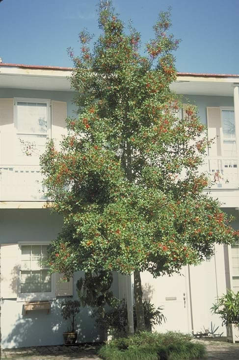 Savannah Holly (Tree Form)