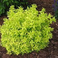 Spirea Gold Mound