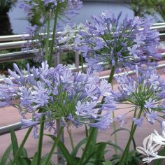 Agapanthus Lily of the Nile