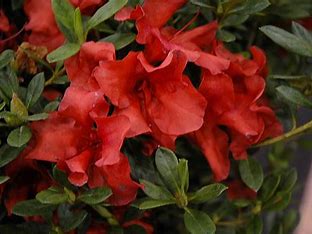 Azalea, Encore Autumn Bravo