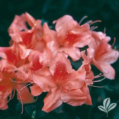 Azalea, Encore Autumn Coral