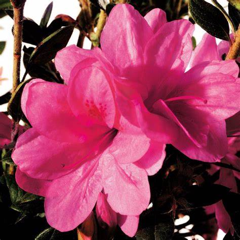 Azalea, Encore Autumn Empress