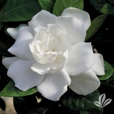 Gardenia, August Beauty