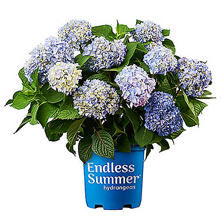 Hydrangea, Endless Summer, The original