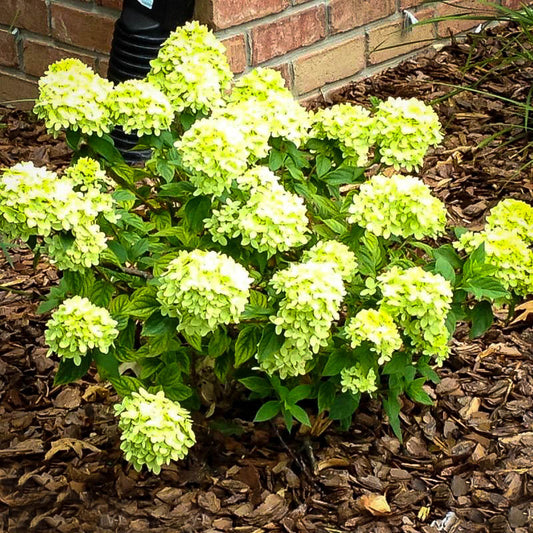 Hydrangea, Little Lime