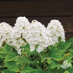 Hydrangea, Oak Leaf