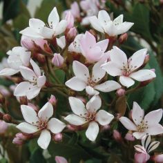 Indian Hawthorne, Eleanor Taber