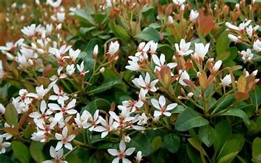 Indian Hawthorne, Snow White