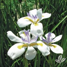 Iris, African White