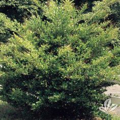 Ligustrum, Recurve