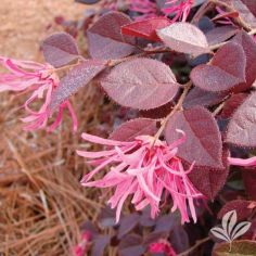 Loropetalum, Crimson Fire